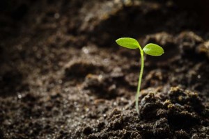 web_Green-Sprout-Growing-From-Seed_2